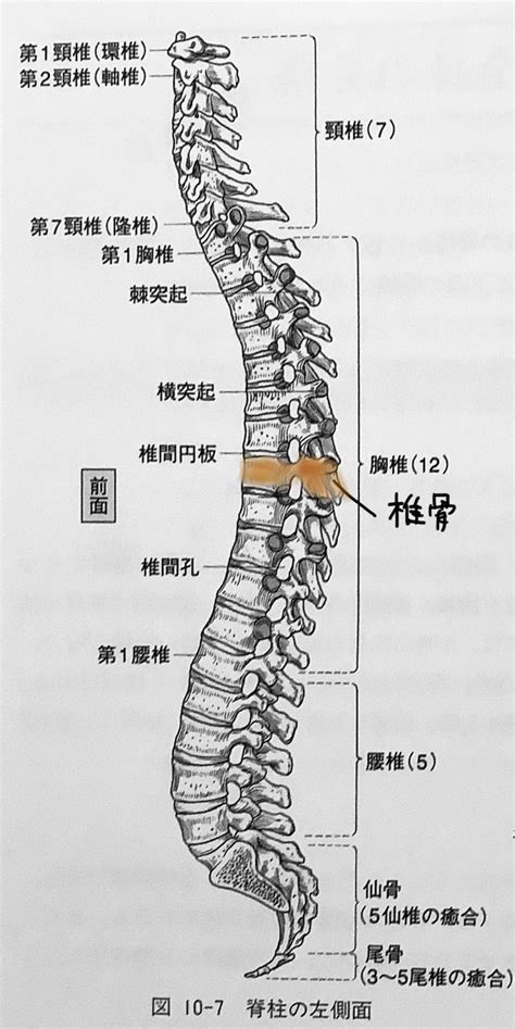 腰椎 英語|脊椎って英語でなんて言うの？